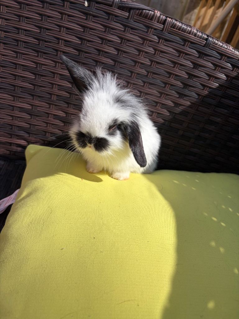 7x Mini lion lop baby bunnies 