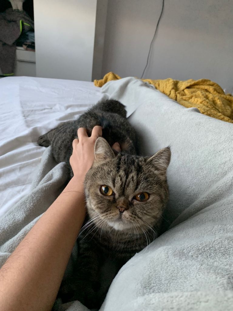 Exotic short hair cat 