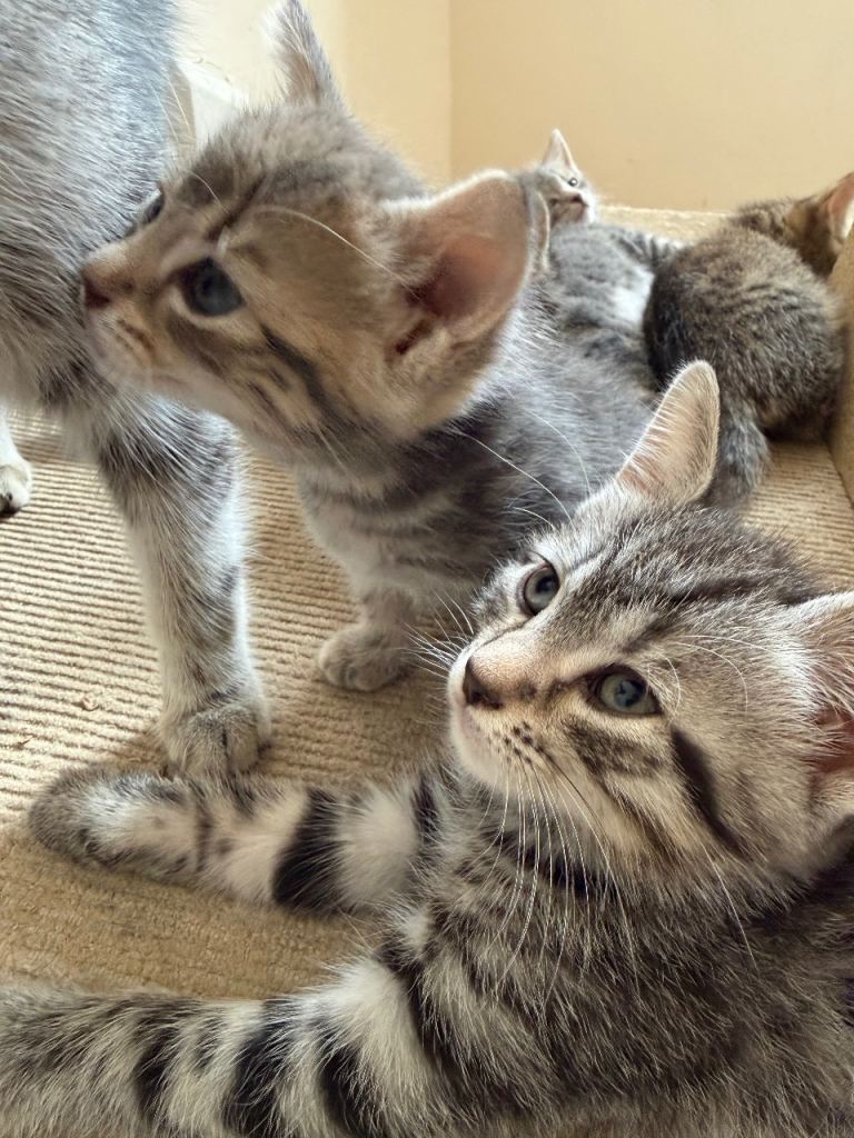 🎉Ready from this Saturday 11th  🎉Adorable Fluffy Tabby MaineCoon mixed Kitten🐱💕 