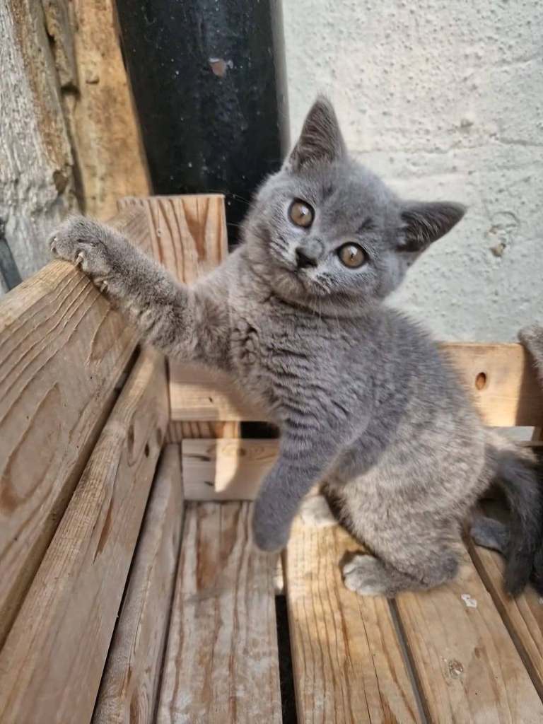 British Shorthair Blue Boy Girl Kittens