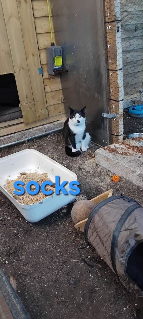 Cat/kittens 