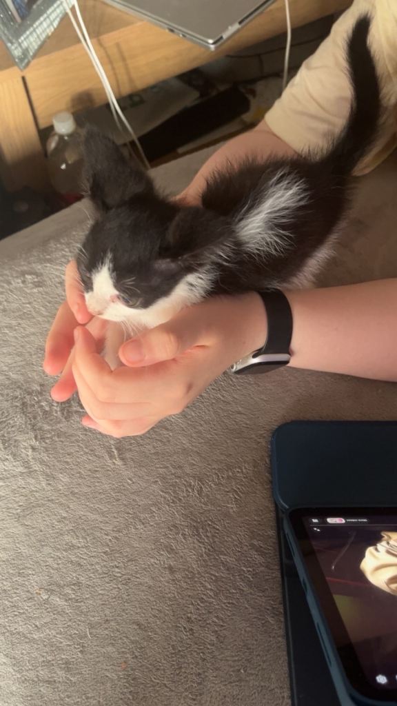 2 Beautiful female kittens