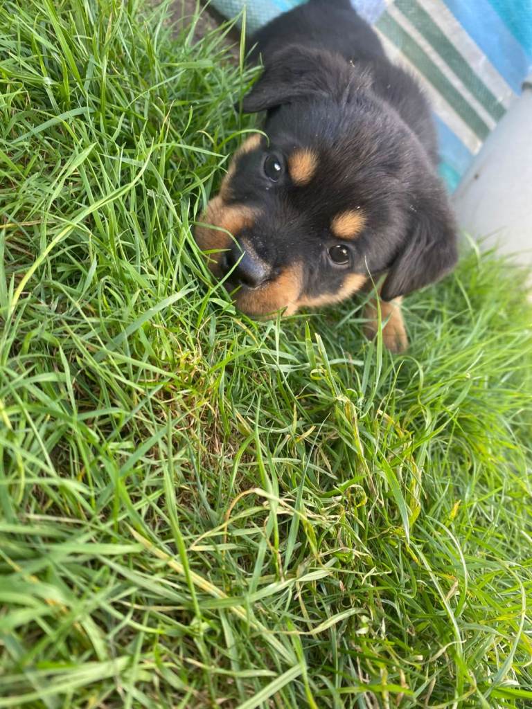 Rottweiler puppys