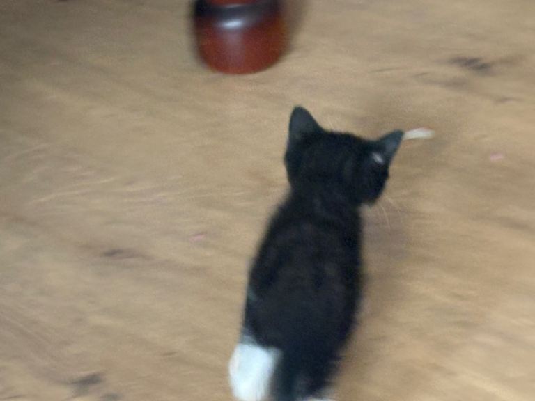 4 beautiful kittens for sale