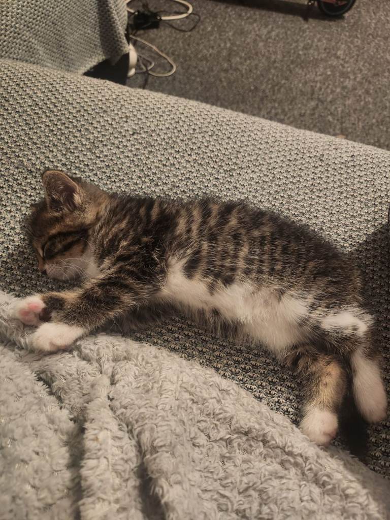 Adorable Kittens Looking for Loving Homes