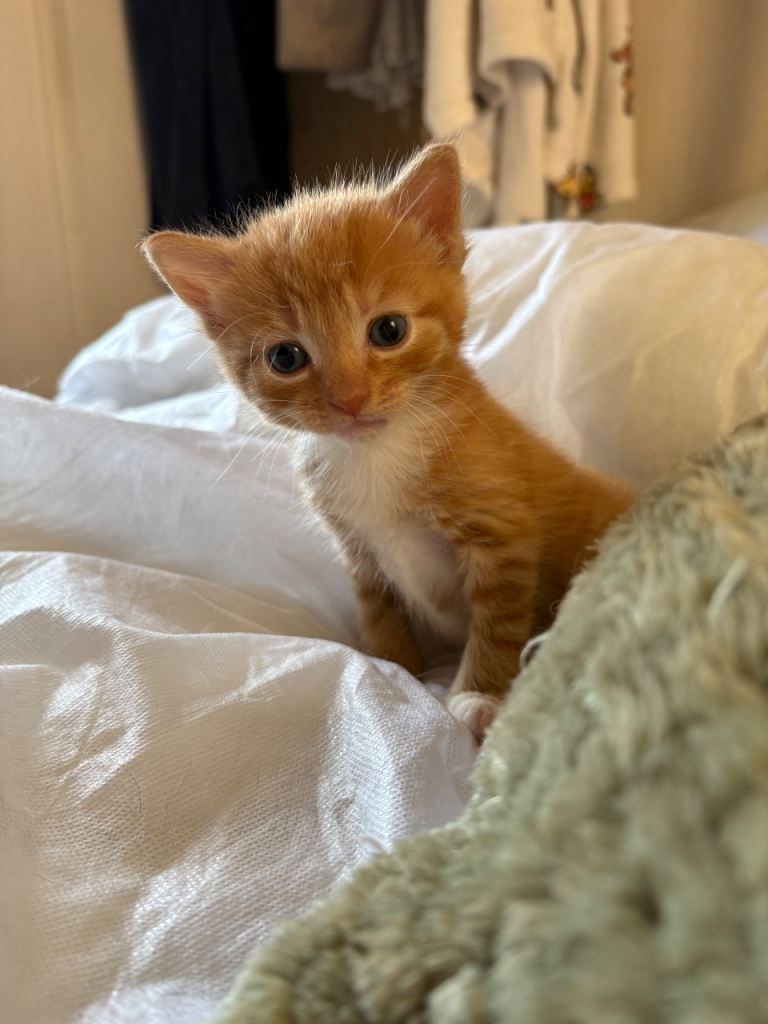 Kittens ready for their forever homes