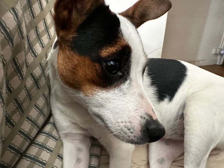 Jack Russell 9 month old female 