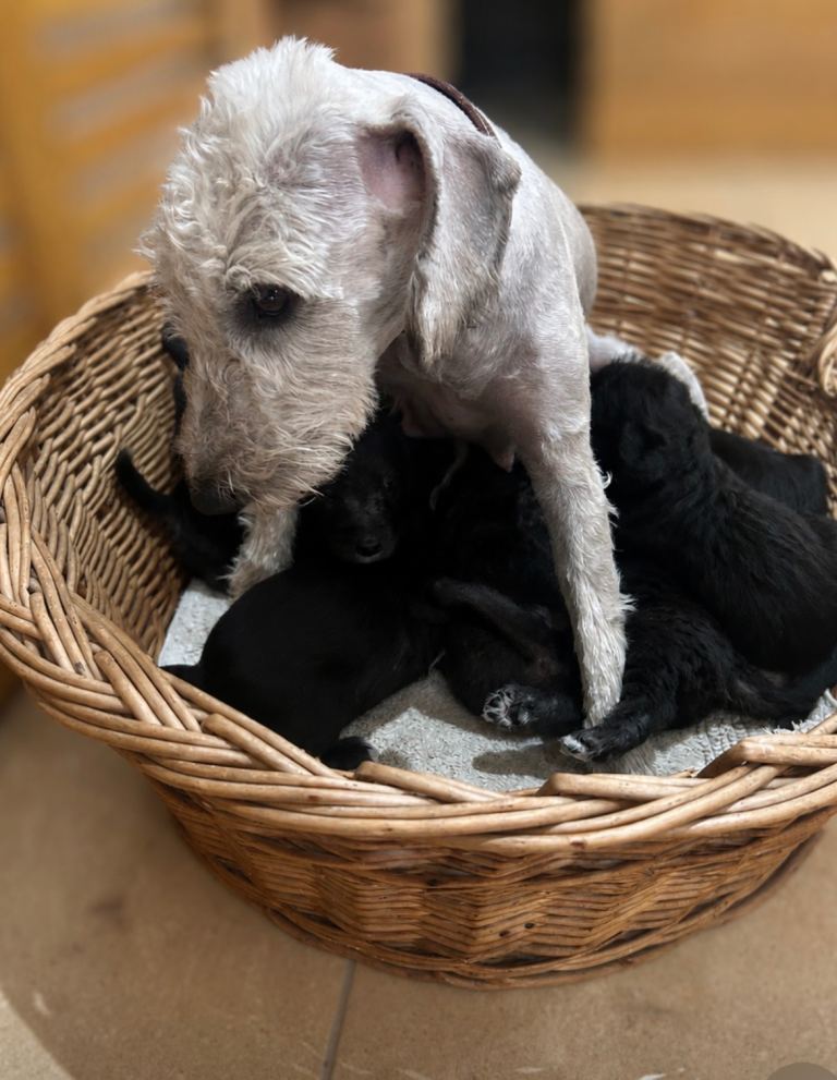 F2 Bedlington whippet puppies ready now !!