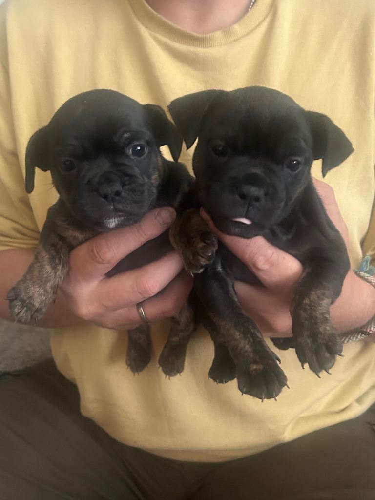 FRENCH BULLDOG/STAFFY CROSS