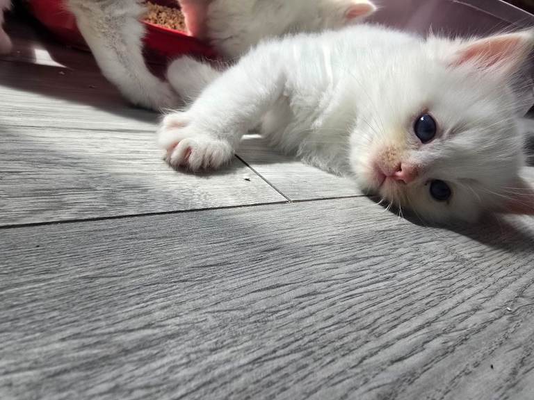 European bloodline ragdoll kittens 