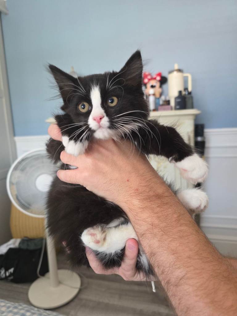 2 fluffy longhair kittens ready for new homes