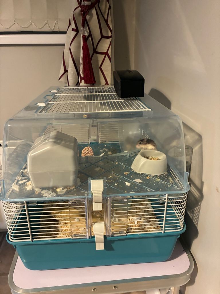 Gerbils and cage