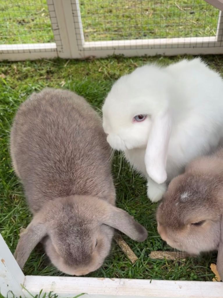 Rabbits needing rehoming