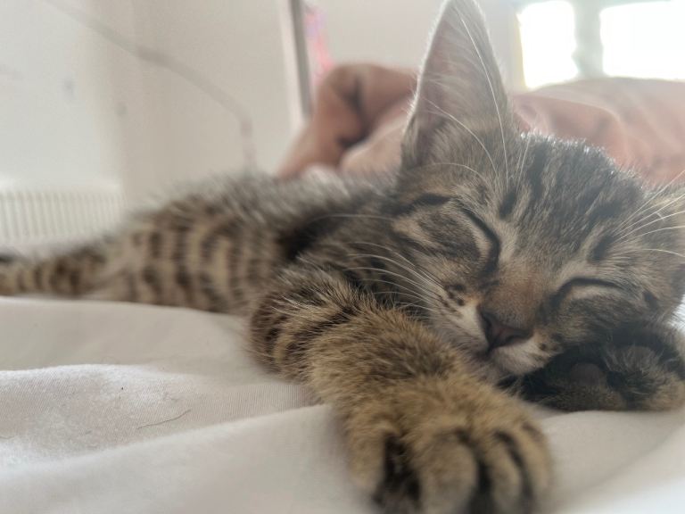 Kitten for sale 