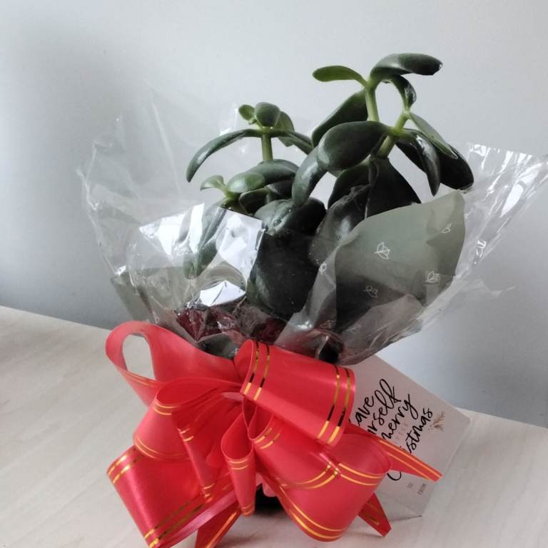 image for Money plant gift 21 cm high in a 9 cm pot. Comes with bow and a tag