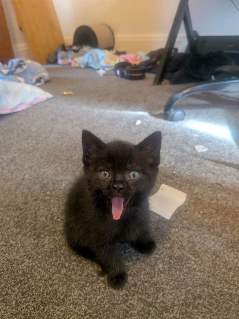 One black kitten remaining ready now 