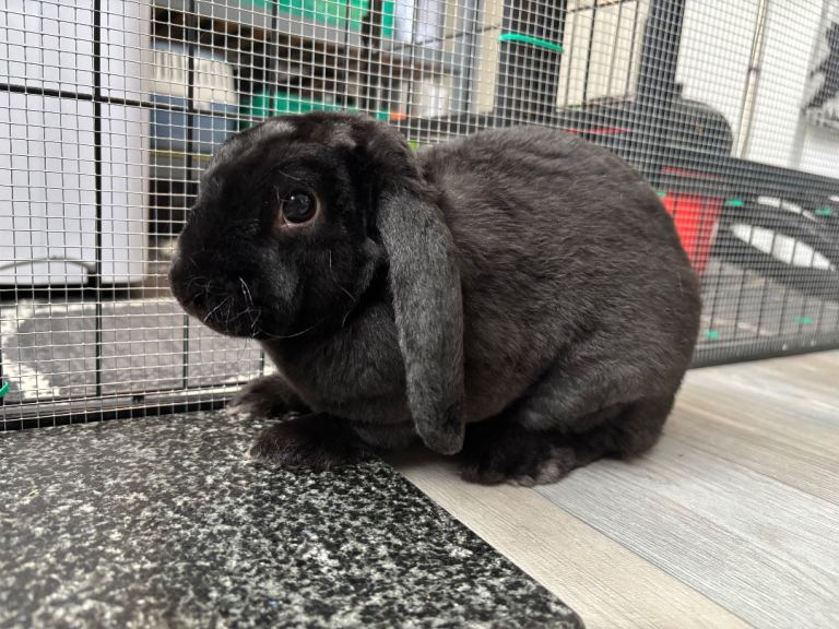 Mini plush lop rabbit looking for home