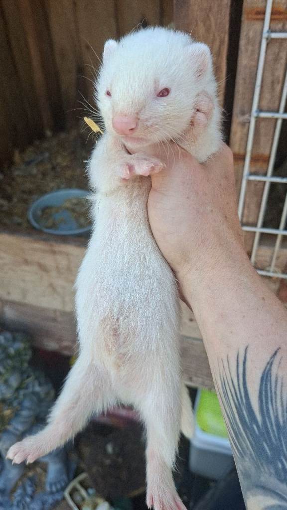 Ferret