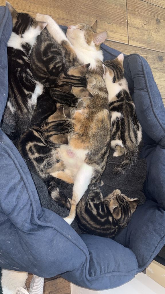 Beautiful Tobby  Kittens Looking for Loving Homes 🐾❤️