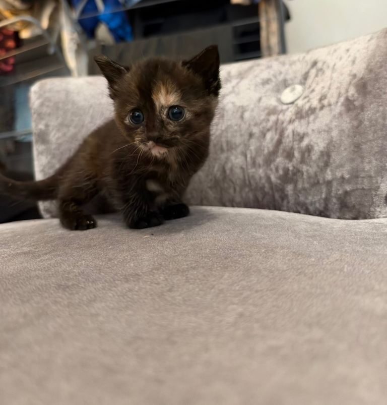 3 fluffy kittens 