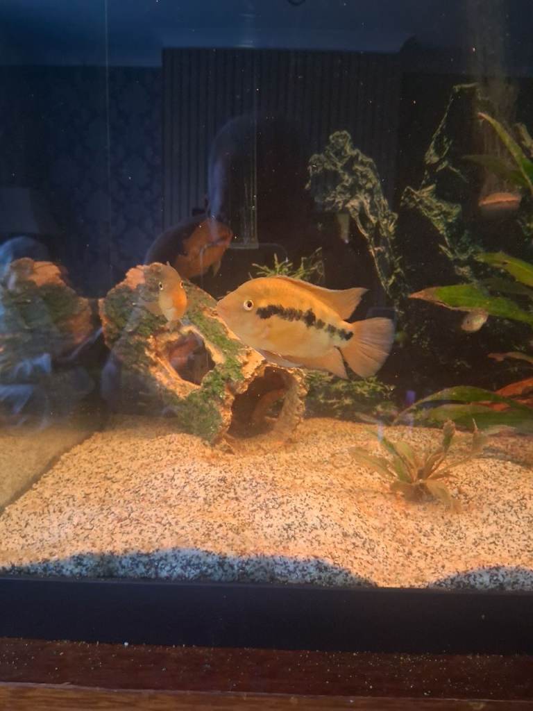 tropical Fish