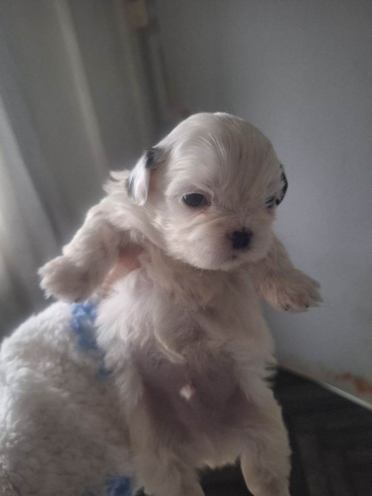 French bulldog cross shih-tzu puppies 