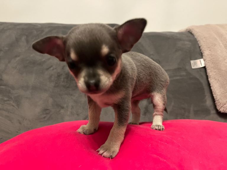 Chihuahua puppy lilac tri girl and blue boy available