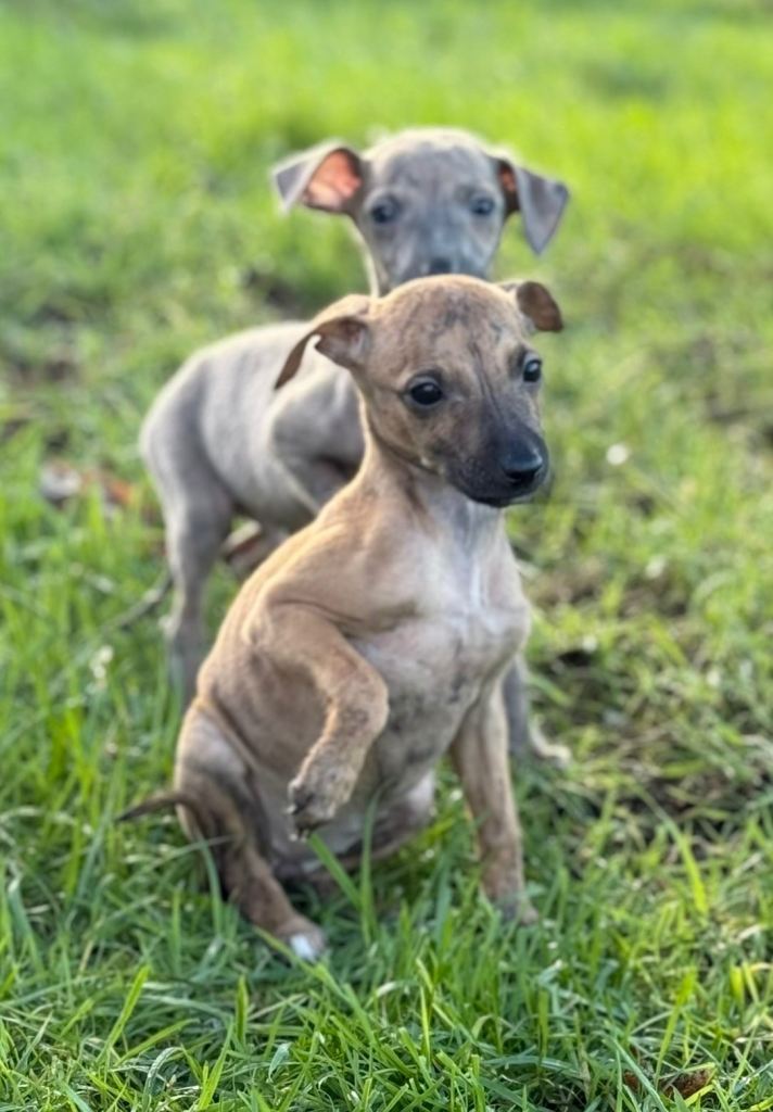 💎 Italian Greyhound × Whippet Puppies – A Rare & Beautiful Cross 💎