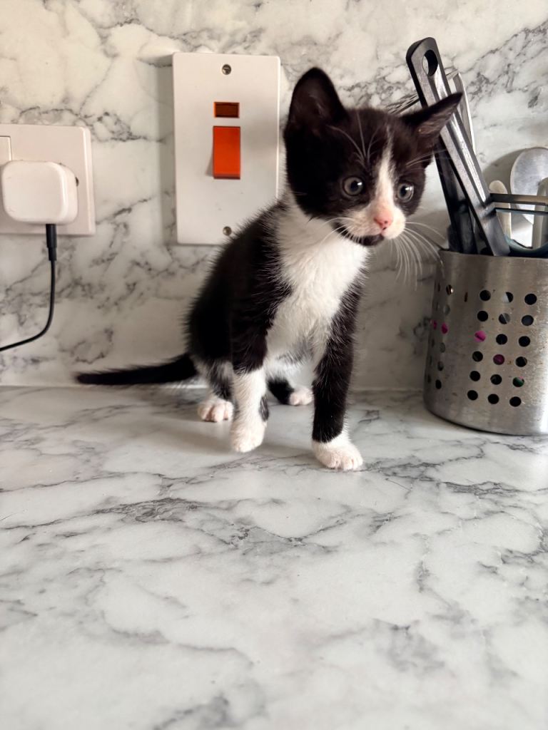 8 week old kittens 