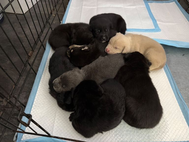 Puppies for sale 