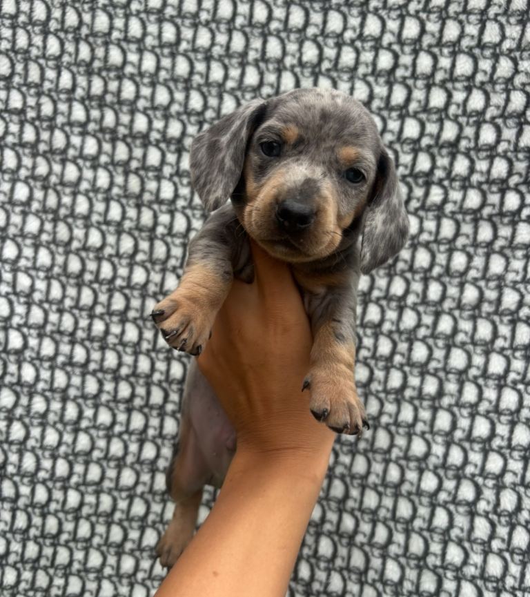 Kc reg mini dachshunds🐶🔥