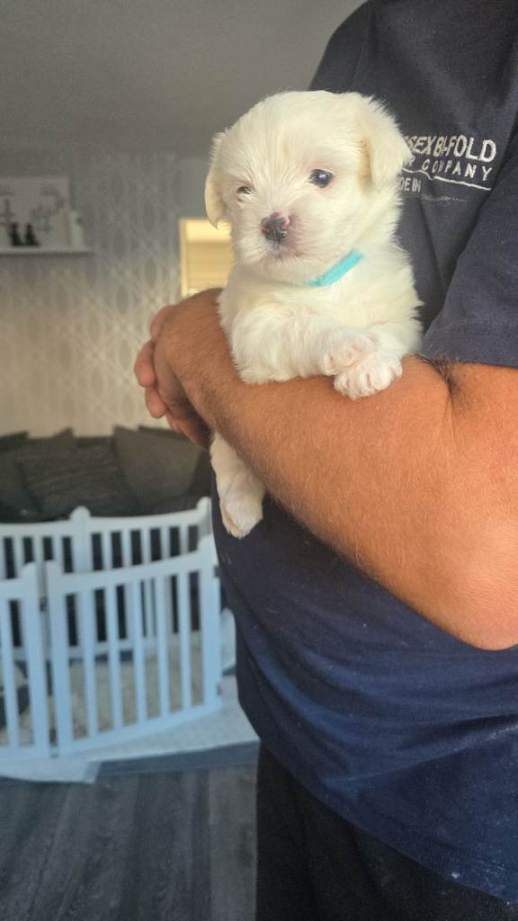 Morkie fb2 pups 