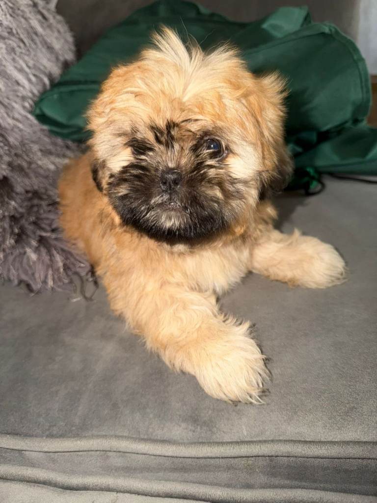 READY TO GO NOW ! Gorgeous Shih Tzu Puppies