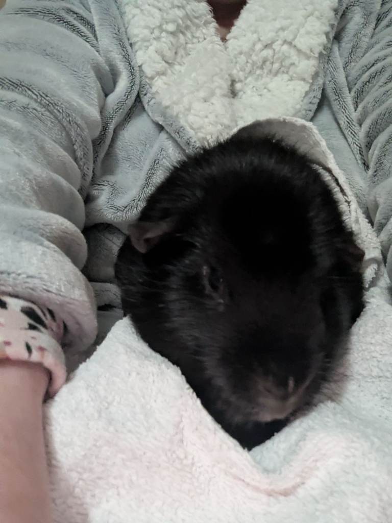 black guinea pig,