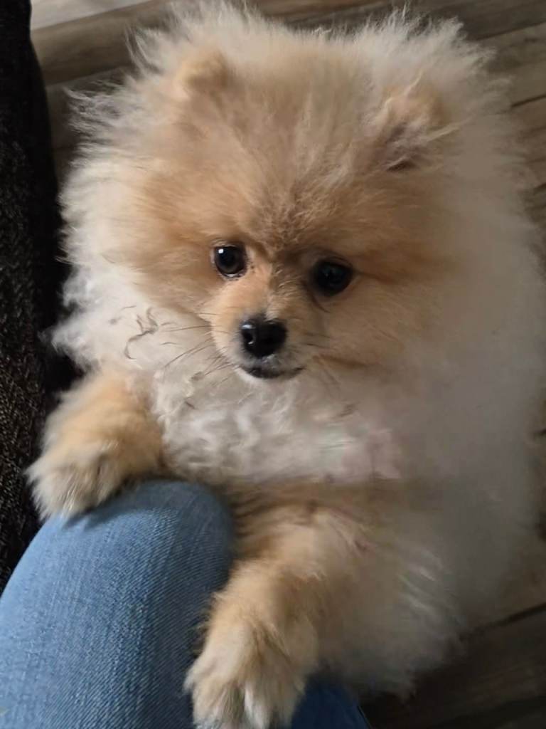 6 month old male pomeranian puppy