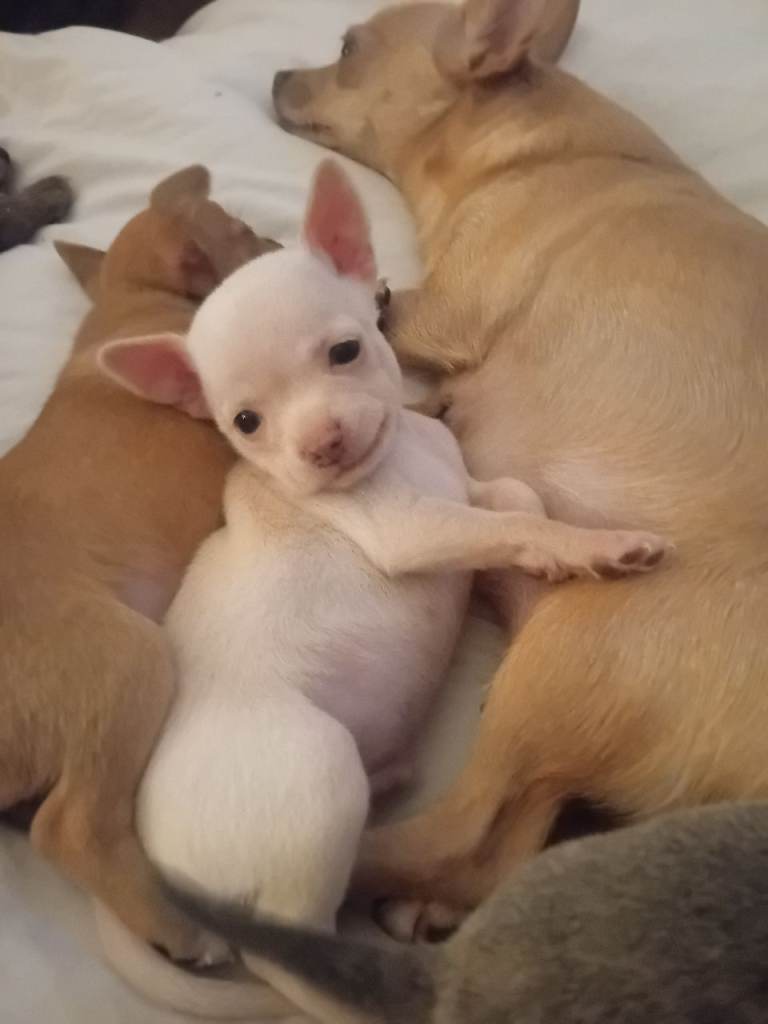 Chuiahuia puppies 