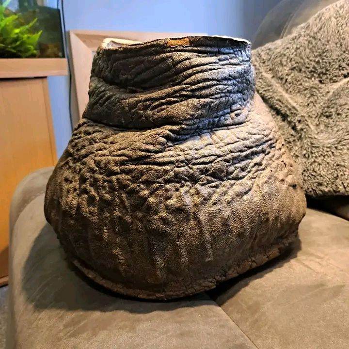 Unique Elephant Foot Stool / Planter – Authentic Taxidermy Piece for Sale