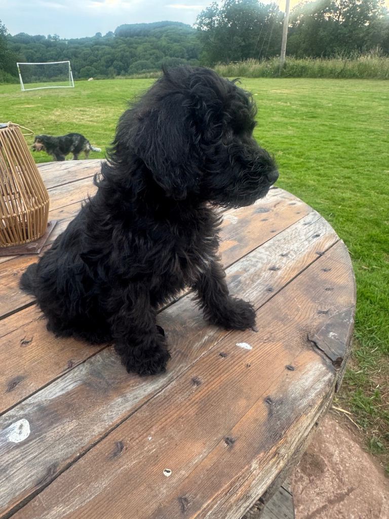 Schnoodles READY TO LEAVE 