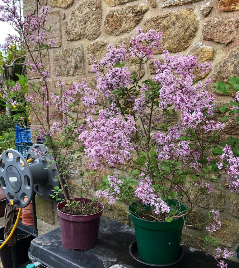 PERENNIAL DWARF LILAC,  HIGHLY PERFUMED, WELL ROOTED AND POTTED UP