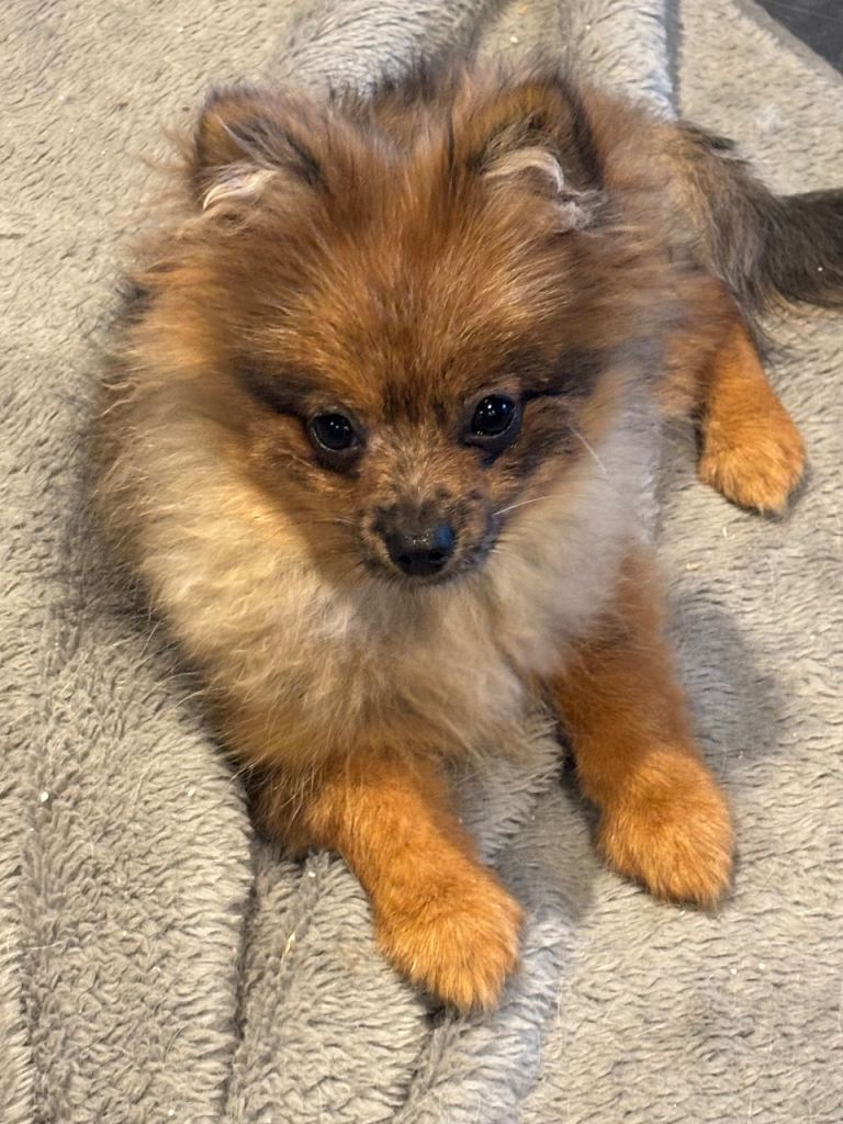 Pomeranian puppy 8 months old