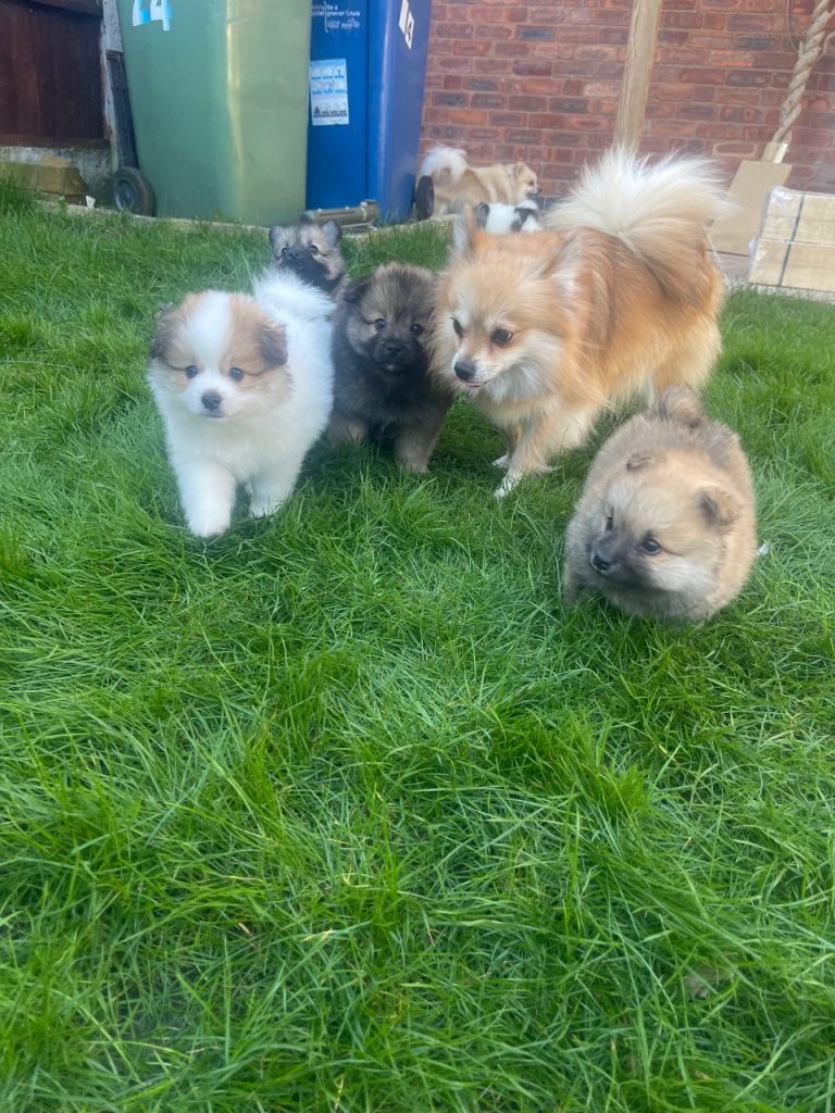 Pomeranian Puppies for Sale 🐾