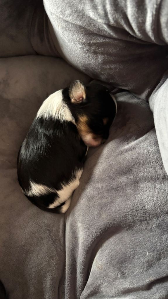 Rare parti Yorkshire terriers