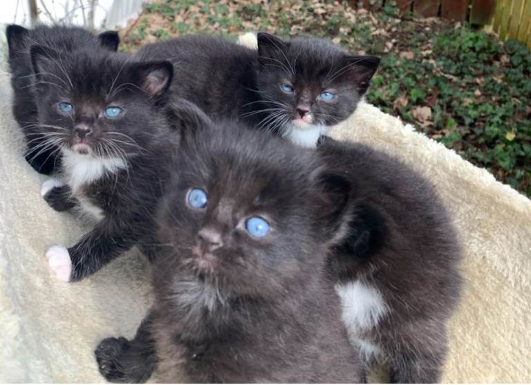 Ragdoll crossed Siberian beautiful and playful 6 kittens