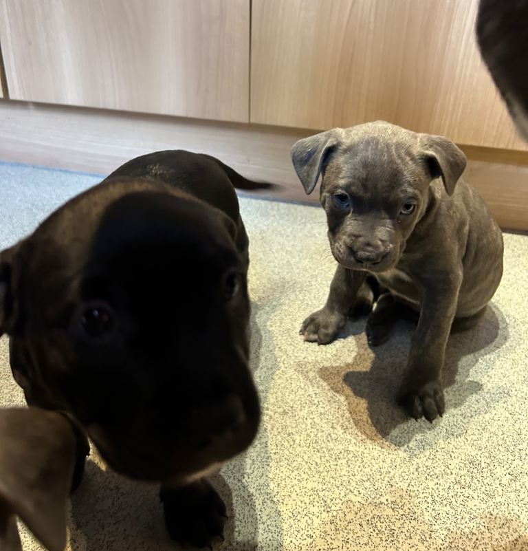 🐶 Staffy × Mastiff Puppies – Family Raised, Loving Homes Needed