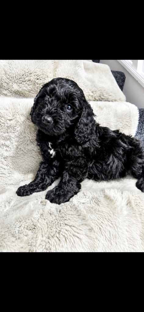 Cockapoo