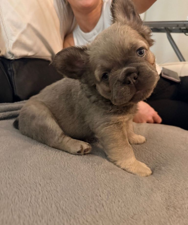 fluffy french bulldog puppies (price negotiable)