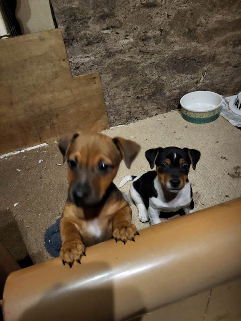 Jack russel pups for sale
