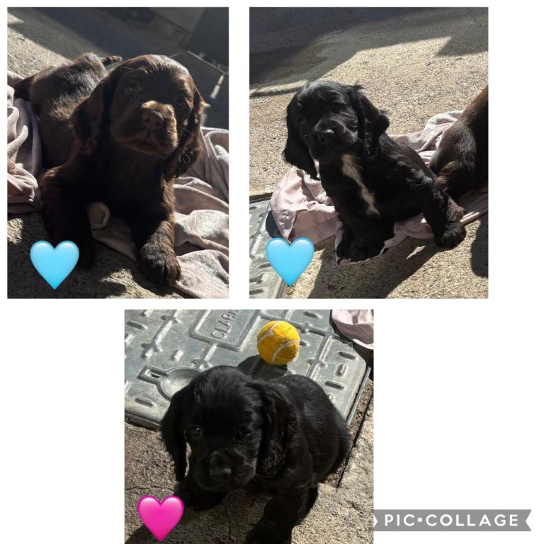 Cocker spaniel puppies
