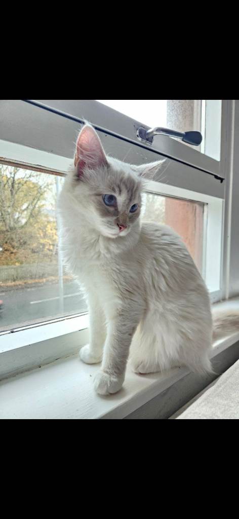 Purebred Ragdoll looking for a loving home 🩷🐾