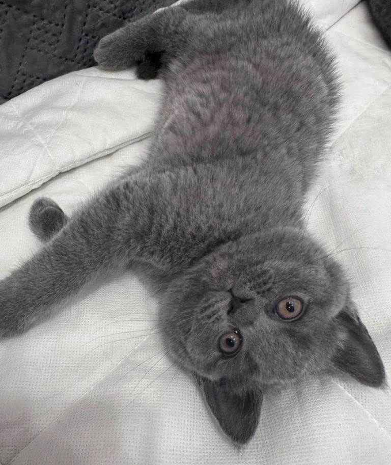 British shorthair kittens 